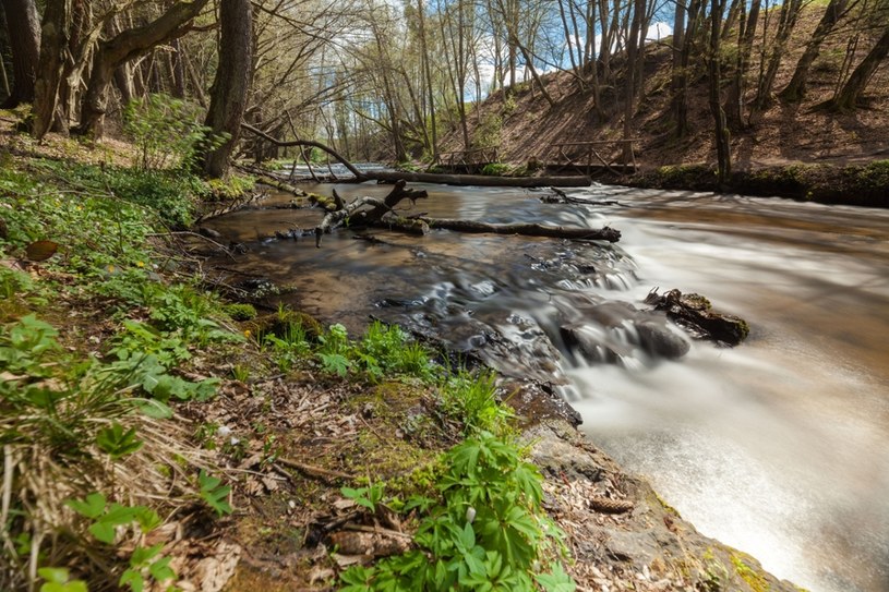 Rezerwat nad rzeką Tanew w gmina Susiec, fot. Arkadiusz Ziółek /East News