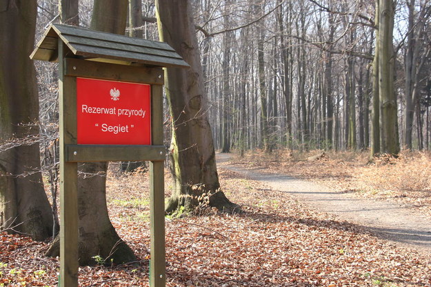 Rezerwat przyrody Segiet /Regionalna Dyrekcja Ochrony Środowiska w Katowicach /