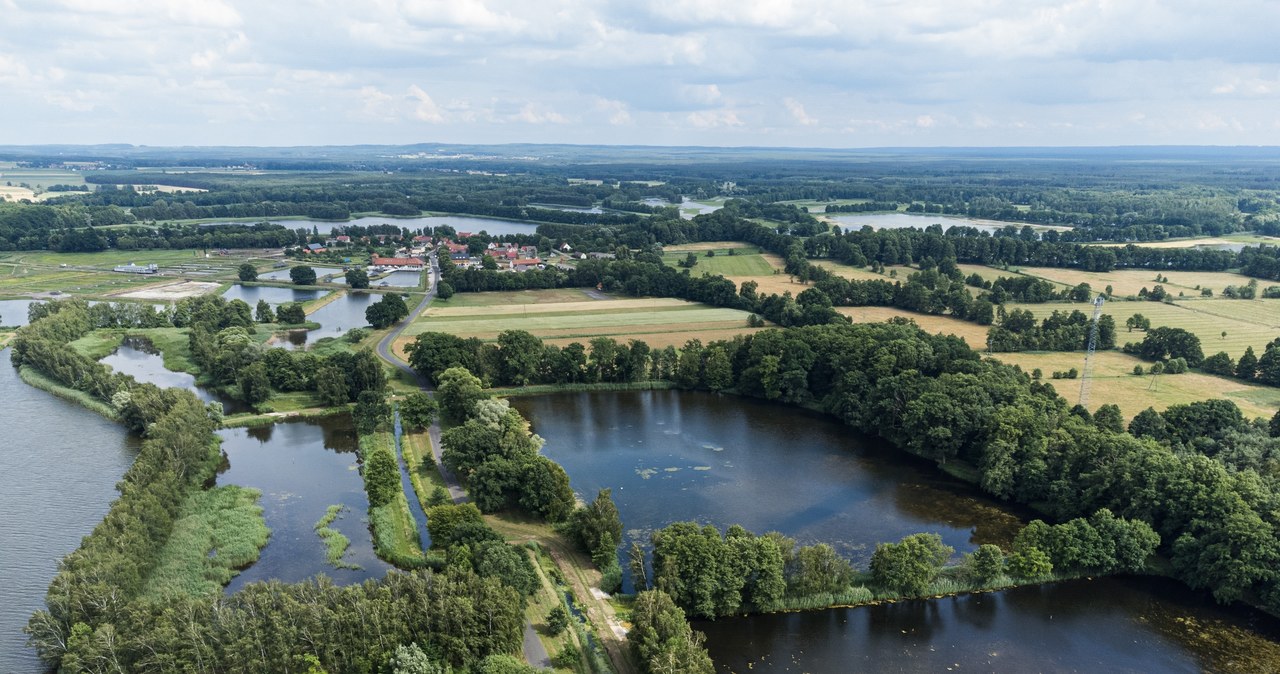 Rezerwat Stawy Milickie to wyjątkowe miejsce w skali Polski i Europy. /East News