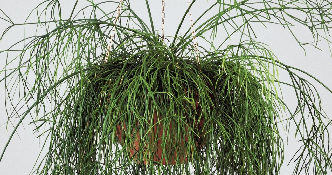 Rhipsalis cassutha, czyli patyczak zwisający to piękna i mało wymagająca roślina doniczkowa /DeAgostini/Getty Images /materiał zewnętrzny