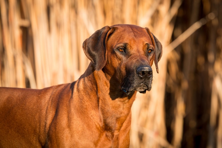 Rhodesian ridgeback /Shutterstock