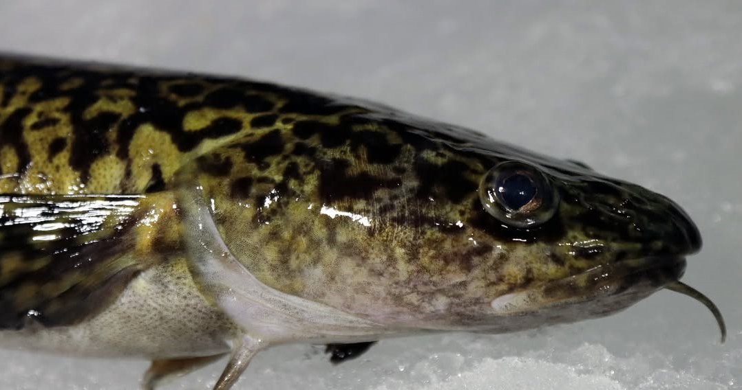 Рибу минь легко впізнати за вусиком на підборідді /Domena publiczna