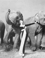 Richard Avedon, Dovima i słonie, 1955 /Encyklopedia Internautica