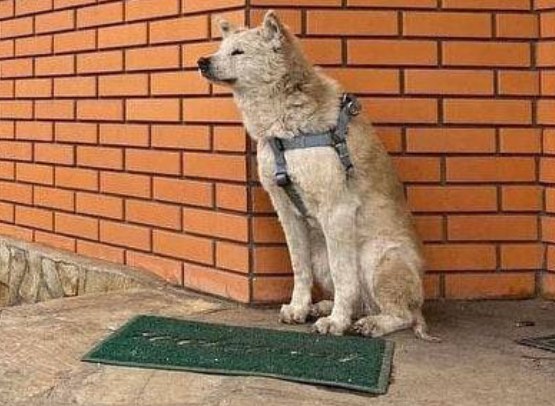 Rini przez wiele dni czekał na właścicielkę przed drzwiami domu /https://war.ukraine.ua/heroes /