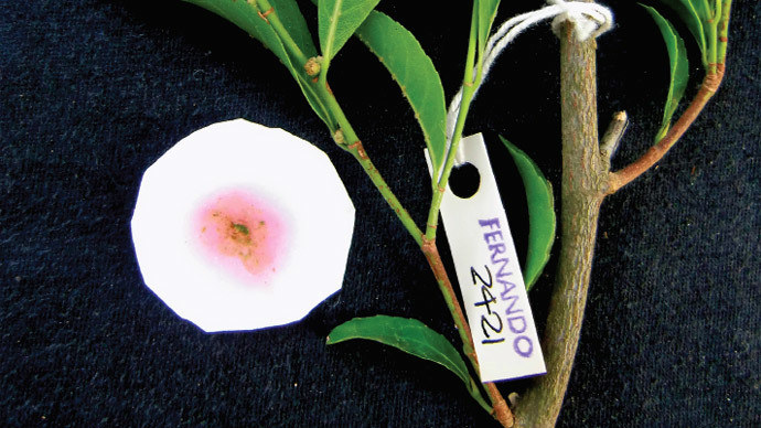 Rinorea niccolifera to nowo odkryty gatunek rośliny, która może pochłonąć nawet 1000 razy więcej niklu niż normalne rośliny (Fot. RT) /materiały prasowe