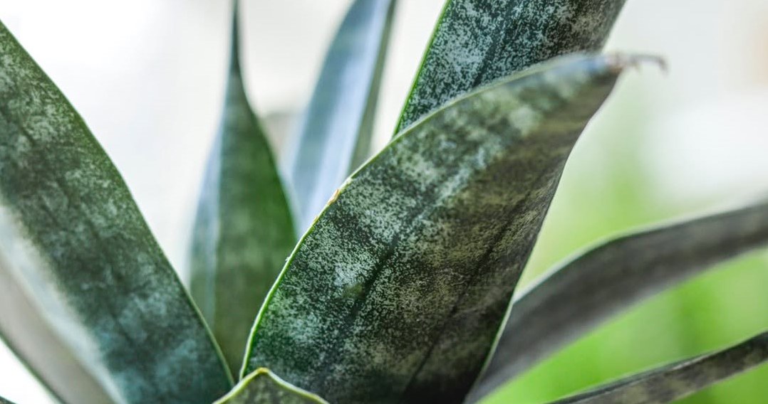 Рисова вода допоможе рослині бути здоровішою та привабливішою /Domena publiczna