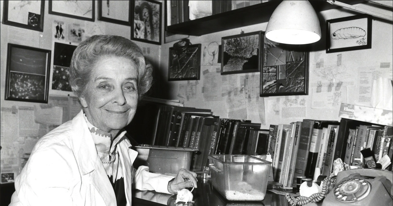 Rita Levi-Montalcini w swoim biurze przy pracy /Mondadori Portfolio /East News