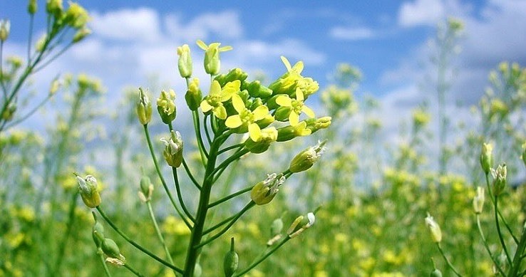 Рижій посівний - рослина відома як олійна культура, з насіння якої отримують корисну олію /Domena publiczna