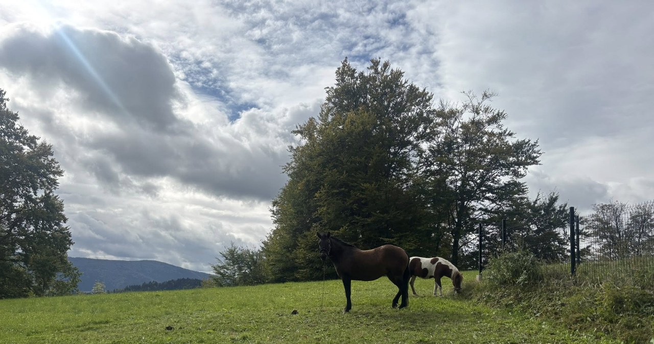Різноманітність ландшафтів цього регіону вражає: від густих хвойних і мішаних лісів до відкритих полонин із чудовими панорамами /pixabay.com