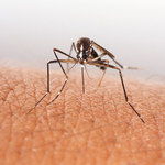 RMF 24: Komary-mutanty uodparniają się na środki owadobójcze!