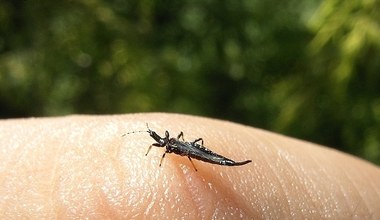 Robak jak przecinek. Jak się pozbyć małych czarnych muszek z domu?