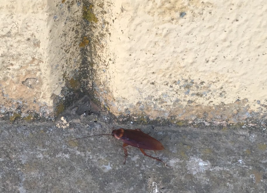 Robaki w ośrodku, do którego trafili Polacy /Gorąca Linia RMF FM