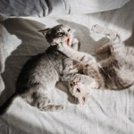 psychologia Robi tak wiele młodych zwierząt. Odkryli, że to zmienia ich mózgi