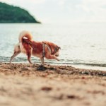 Robię to po każdym pobycie z psem na plaży. Wszystkiemu winny jest piasek