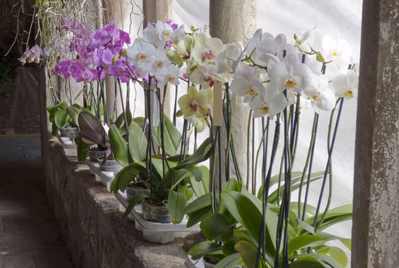 ​Robisz to ze storczykiem? To dlatego nie chce kwitnąć