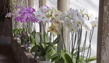 ​Robisz to ze storczykiem? To dlatego nie chce kwitnąć