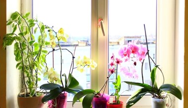 Robisz to ze storczykiem w listopadzie? Nie dziw się, że nie kwitnie 