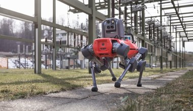 Robo-pies gra w badmintona. Innowacyjne zastosowanie sztucznej inteligencji