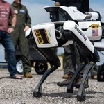 Robo-pies idzie do wojska. USA rozmieszczają pierwsze jednostki