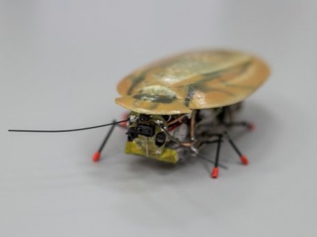 Robot-karaluch opracowany przez Rosjan /materiały prasowe