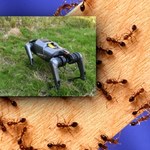 Robot kontra inwazyjne owady. Cyberpies poluje na jadowite mrówki