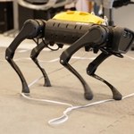 Robot-pies sam nauczył się chodzić. Pomogła sztuczna inteligencja 