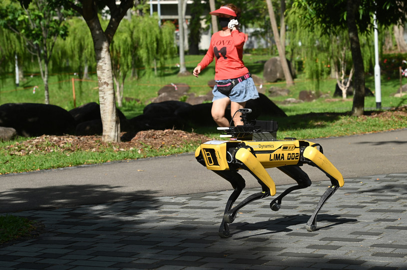 Robot Spot - rozwijany przez Boston Dynamics /AFP