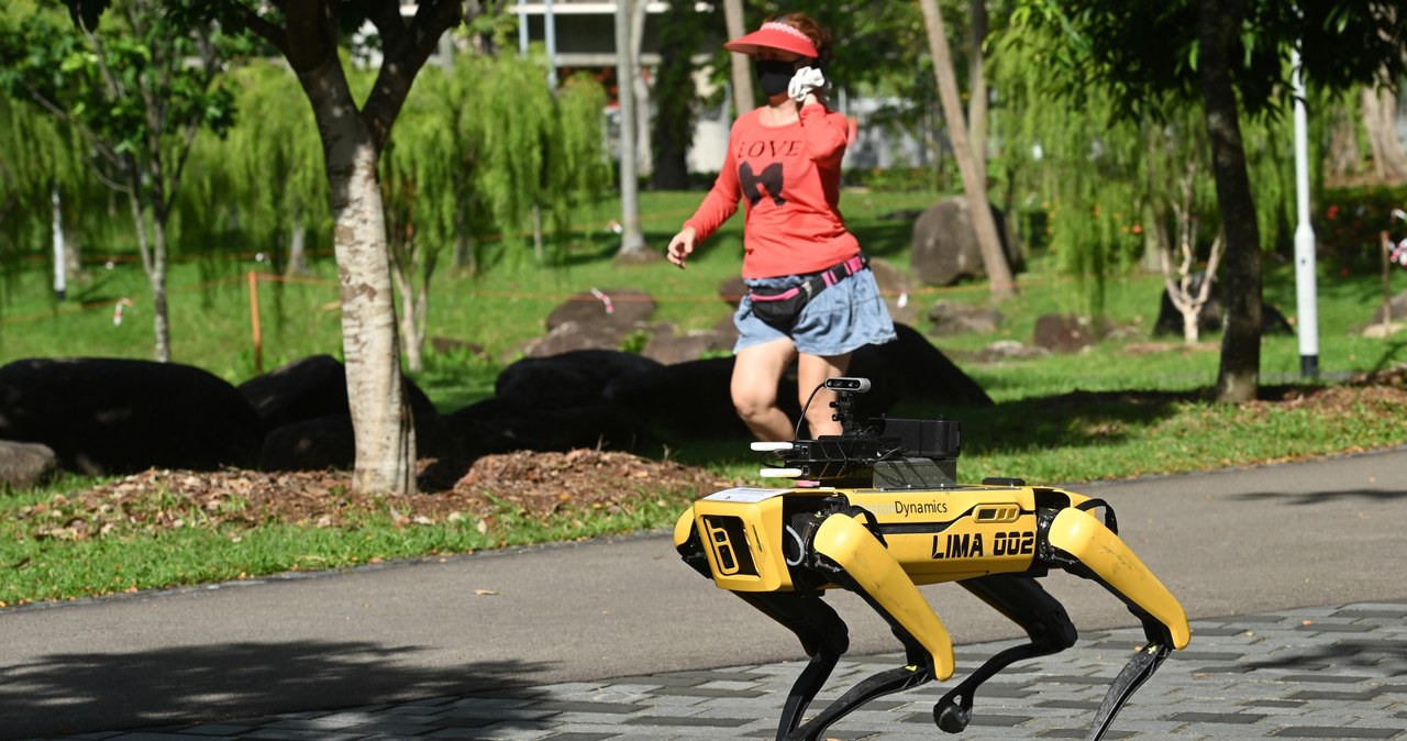 Robot Spot - rozwijany przez Boston Dynamics /AFP
