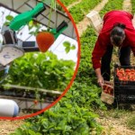 Robot zbierający truskawki wygrywa w UK. Najlepszy projekt badawczy