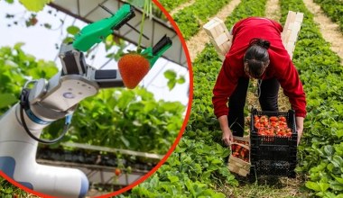 Robot zbierający truskawki wygrywa w UK. Najlepszy projekt badawczy