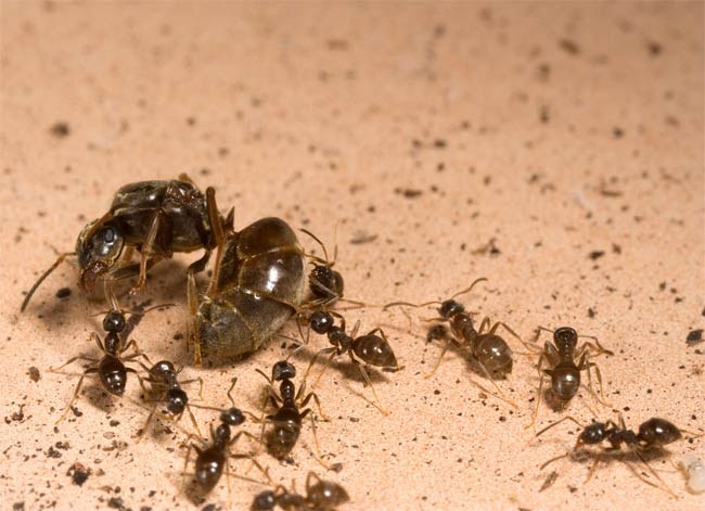 Robotnice "rozprawiają się" z nadprogramową królową &nbsp; /David Nash/University of Copenhagen.