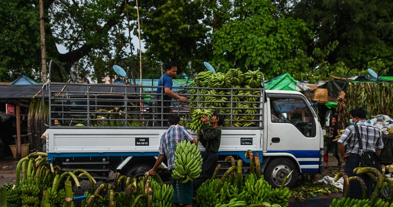 Robotnicy ładują banany na ciężarówkę na hurtowym targu bananów na molo w Rangunie (Yangon) /AFP