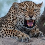 Indie Roczna dziewczynka zabita przez lamparta w Indiach