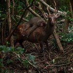 Rodeo na jeleniu. Fotograf uchwycił małpę na niesamowitym zdjęciu