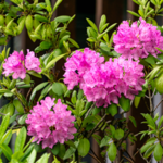 Rododendron. Kiedy sadzić, jak dbać i pielęgnować?
