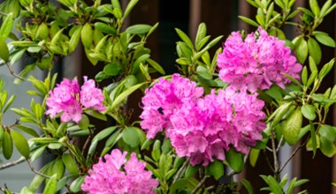 Rododendron. Kiedy sadzić, jak dbać i pielęgnować?