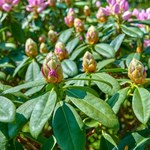Rododendron ma pąki, ale nie kwitnie. Jak go pobudzić?