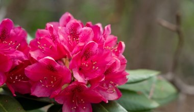 Rododendron ma pąki, ale nie kwitnie. Zrób to, a krzew obsypie się kwiatami