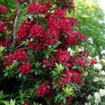 Rododendron nie znosi błędów w podlewaniu. Sprawdź, jak robić to dobrze