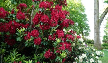 Rododendron nie znosi błędów w podlewaniu. Sprawdź, jak robić to dobrze