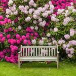 Rododendron: Pielęgnacja i uprawa