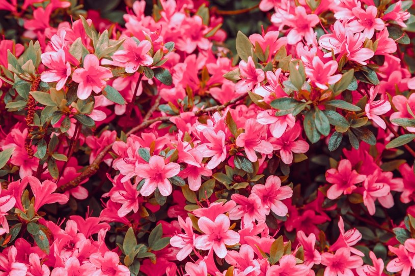Rododendron stracił kwiatostany? Musisz otoczyć go opieką /123RF/PICSEL