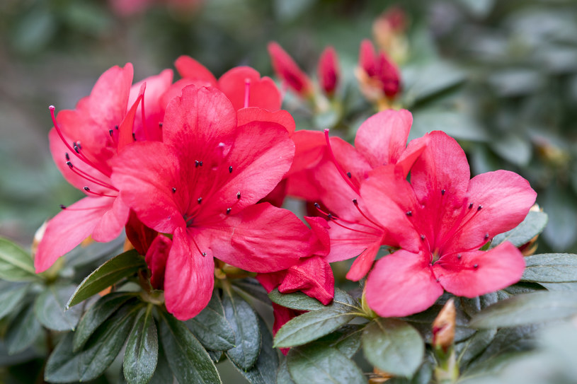 Rododendron to jedna z najpopularniejszych roślin ogrodowych /123RF/PICSEL