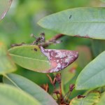 Rododendron usycha mimo podlewania? Sprawdź, dlaczego tak się dzieje