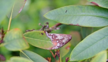 Rododendron usycha mimo podlewania? Sprawdź, dlaczego tak się dzieje 