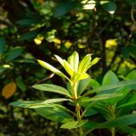 Rododendrony mają wygryzione liście? Tak szybko pozbędziesz się opuchlaków 