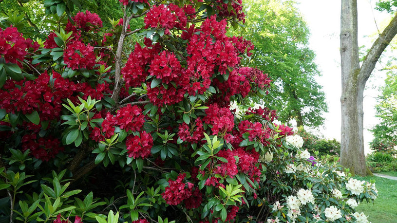 Rododendrony potrzebują odpowiedniego nawożenia