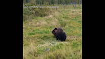 Rodzeństwo niedźwiedzi. Zabawne, co robią