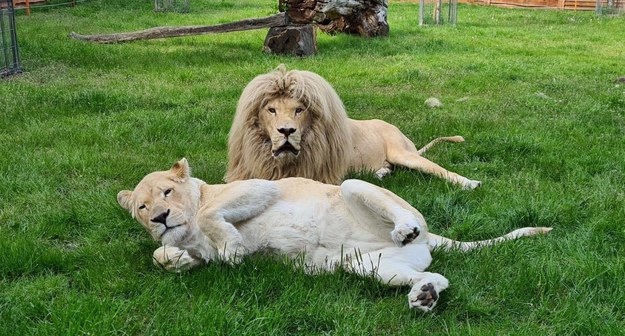 Rodzina białych lwów w Zoo Safari Borysew w gminie Poddębice w Łódzkiem (fot. Zoo Safari Borysew) /Materiały prasowe