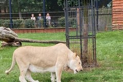 Rodzina białych lwów w Zoo Safari Borysew w gminie Poddębice w Łódzkiem